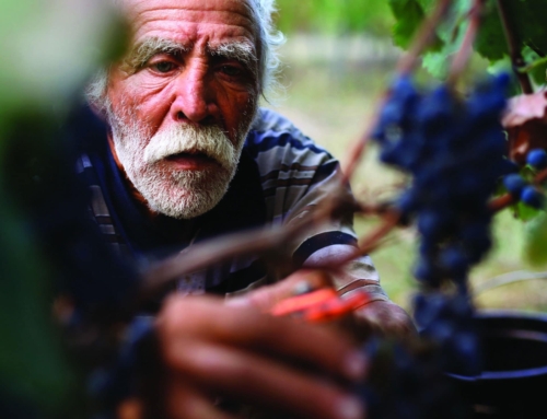 Rtveli : les vendanges géorgiennes, une fête nationale